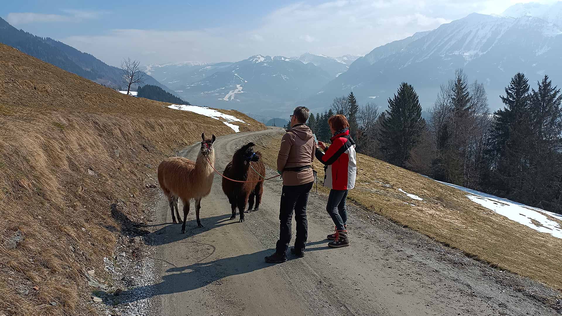 Lamas Olaf beim Tracking