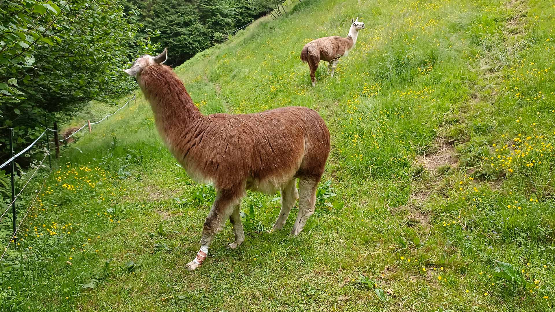 Lamas Morgen
