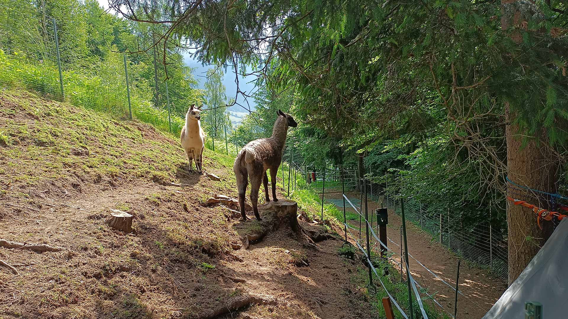 Lama Leo am Baumstamm