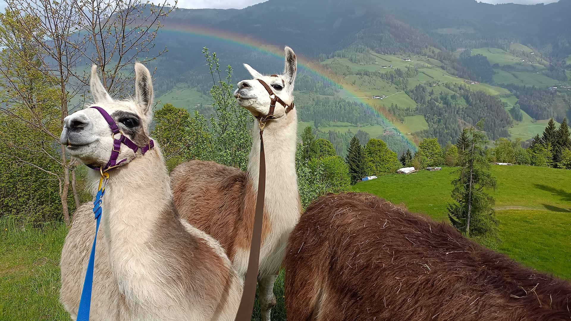 Lamas unterm Regenbogne