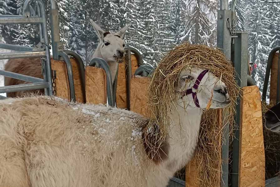 Lama Rudi unterm Heu