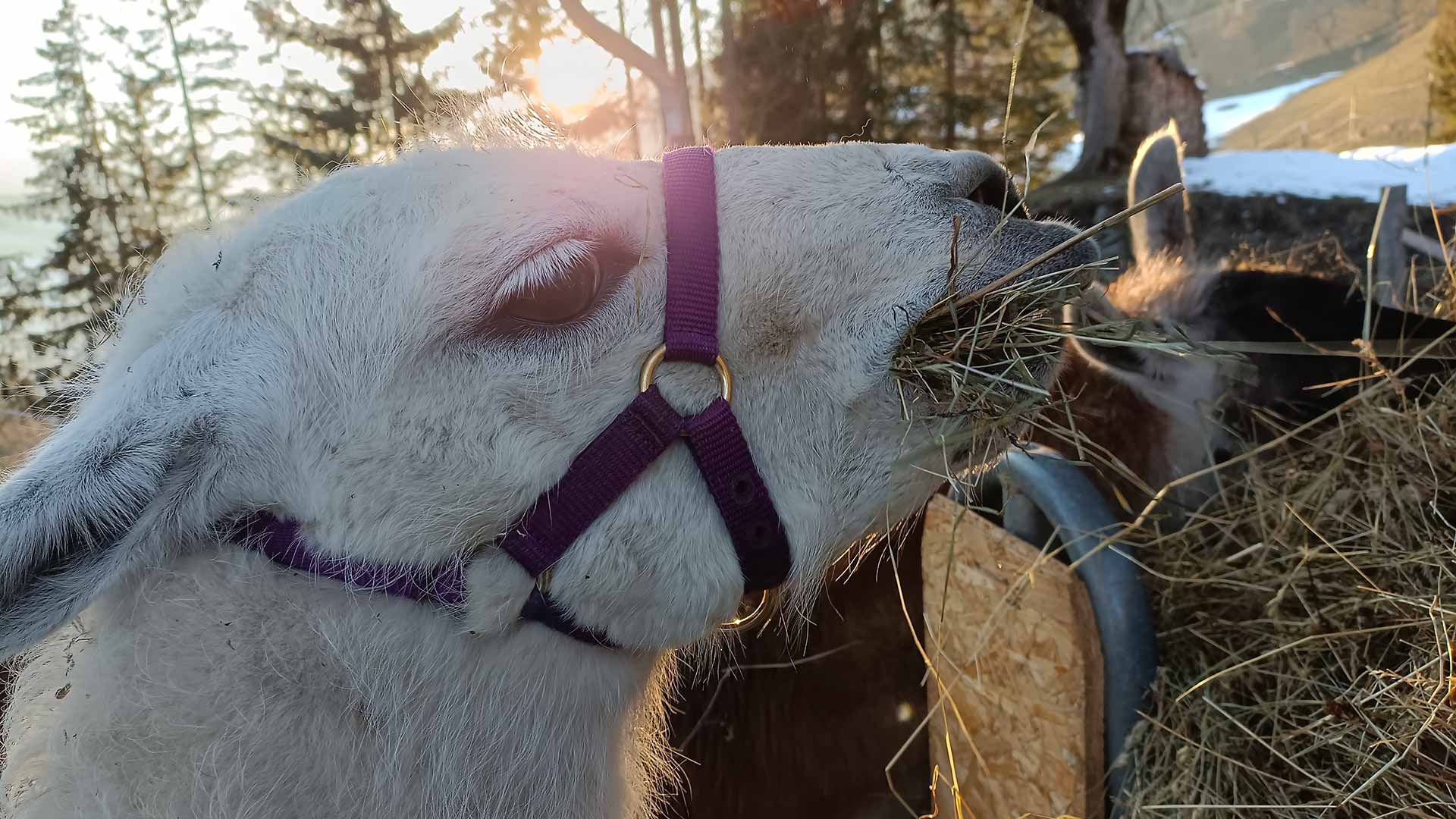 Lama Rudi im Sonnenlicht