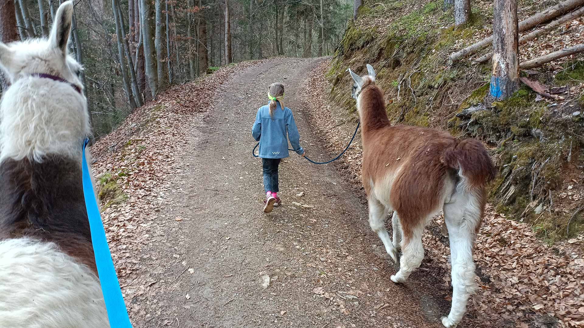 Lama Rudi beim Spaziergang
