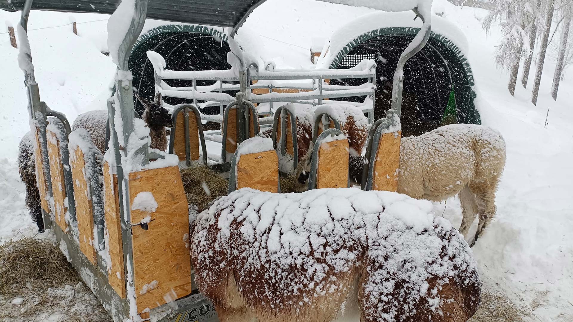 Unsere Lamas im Winterquartier
