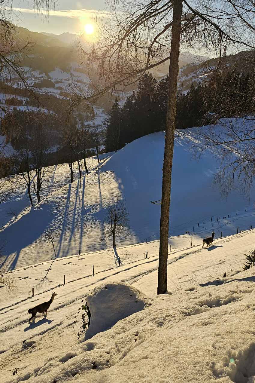 Lama Winter Sonnenuntergang