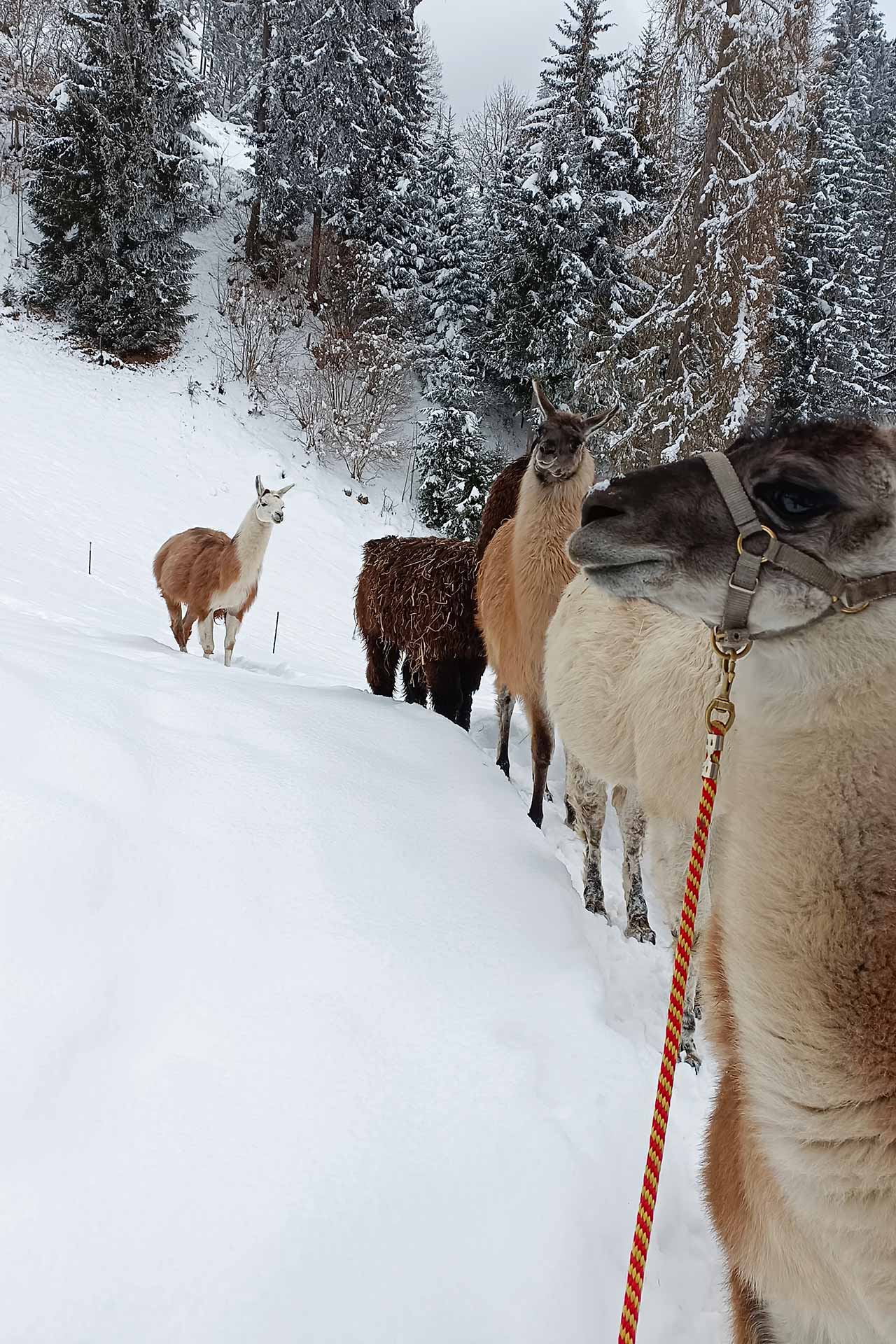 Lama Winter Spaziergang