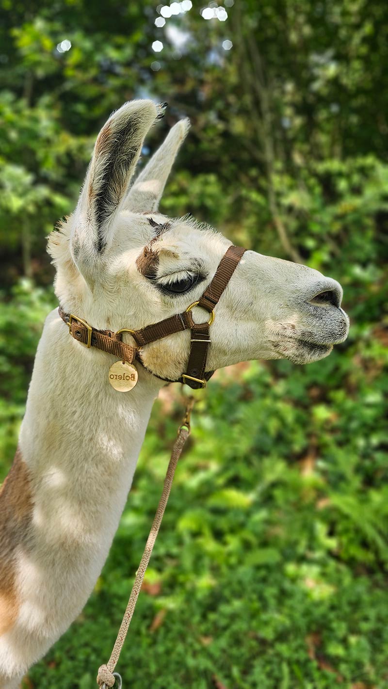 lama-bolero-pfleger-ranch-bischofshofen