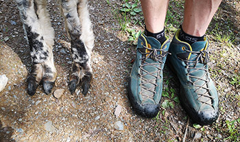 Aktivität Lama to go Pfleger Ranch