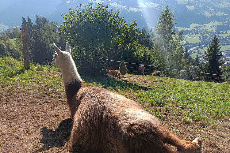 Beweidung Beweidung der Steilflächen durch die Lamas