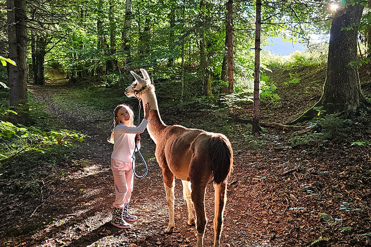 Spaziergang mit Lama Bolero Bolero im TGI Einsatz