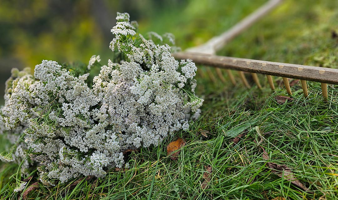 Heuernte auf der Pfleger Ranch