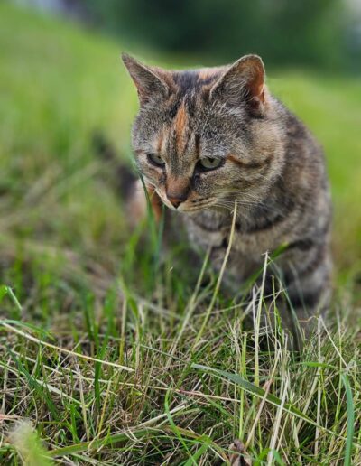 Katze im Feld