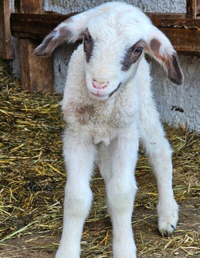 Das Lamm Brilli von der Pfleger Ranch