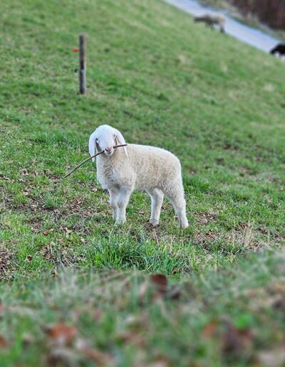 Leni von der Pfleger Ranch