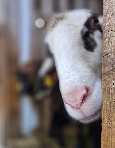 Ein Schaf schaut aus der Tür