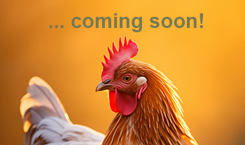 Hühner coming soon
