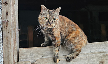 Katze Maunzi auf der Stalltür