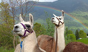 Die Lamas Karl und Rudi vor einem Regenbogen