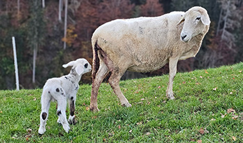Das Schaf Schnacki mit ihrem Lamm