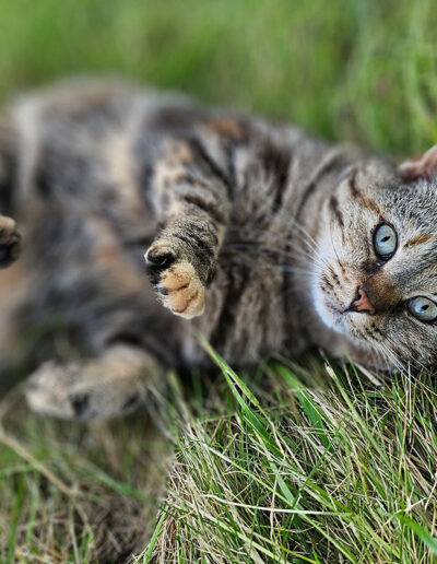 Katze im Feld auf der Pfleger Ranch