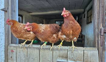 Chicken Ladies auf der Stalltür